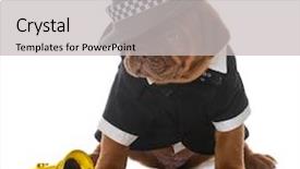  Presentation with puppy - Beautiful slides featuring de bordeaux puppy with saxophone backdrop and a light gray colored foreground