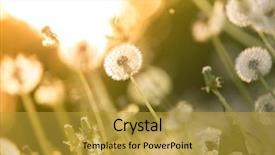  Presentation with dandelion - Beautiful slide set featuring de-focused dandelion on the meadow at sunlight background backdrop and a gold colored foreground