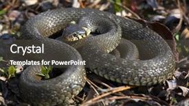  Presentation with leaves of the wetland forest - Theme consisting of dead alive - snake between leaves background and a dark gray colored foreground