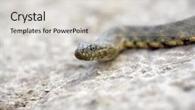  Presentation with alive - Slide set having dead alive - snake background and a  colored foreground