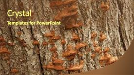  Presentation with alive - Audience pleasing PPT theme consisting of dead alive - tree mushrooms backdrop and a  colored foreground