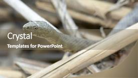  Presentation with deseases of water pollution - Presentation theme consisting of dead alive - water snake between dried reed background and a  colored foreground