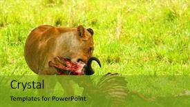  Presentation with africa silhouete - Presentation having wild african lioness eating wildebeest background and a gold colored foreground