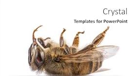  Presentation with bee - Theme having dead-bee-on-its-back background and a white colored foreground