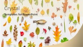  Presentation with dead leaves - Presentation design with dead bird and autumn leaves on the white background background and a blonde colored foreground