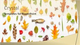  Presentation with dead leaves - PPT theme enhanced with science animals backrounds - dead bird and autumn leaves background and a blonde colored foreground