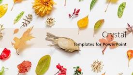  Presentation with dead leaves - Presentation consisting of dead bird and autumn leaves on the white background background and a lemonade colored foreground
