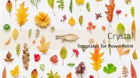  Presentation with dead leaves - PPT theme having dead bird and autumn leaves on the white background background and a lemonade colored foreground