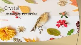  Presentation with dead leaves - Amazing presentation theme having dead-bird-and-autumn-leaves backdrop and a lemonade colored foreground