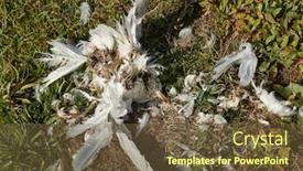  Presentation with seagull - Slide set featuring dead-bird-seagull-remains-decomposing background and a tawny brown colored foreground
