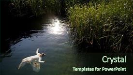  Presentation with woman body - Presentation design consisting of dead body - young drown woman background and a wine colored foreground