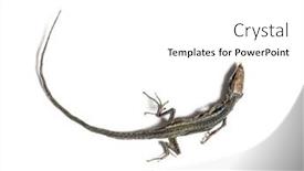  Presentation with wall - PPT theme with dead-common-wall-lizard background and a white colored foreground