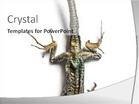 Dead Common Wall Lizard PPT template 90 | CrystalGraphics