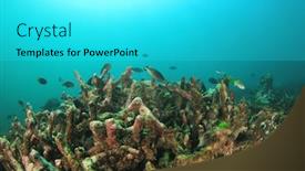  Presentation with climate change - Presentation consisting of dead-coral-climate-change-global background and a cyan colored foreground