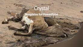  Presentation with cow - Beautiful presentation design featuring dead cow on the ground backdrop and a coral colored foreground