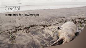  Presentation with dolphin - Colorful slides enhanced with dead-dolphin-on-a-beach backdrop and a light gray colored foreground