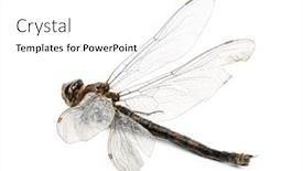  Presentation with dragonfly - Audience pleasing presentation consisting of dead dragonfly backdrop and a white colored foreground