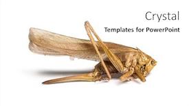  Presentation with cricket - PPT theme enhanced with dead-dry-cricket-in-state background and a white colored foreground