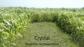  Presentation with corn - Amazing theme having end in a corn maze backdrop and a violet colored foreground