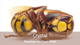  Presentation with hornet - PPT theme enhanced with dead european hornet vespa crabro background and a  colored foreground