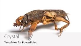  Presentation with cricket - PPT theme having dead-european-mole-cricket-isolated background and a light gray colored foreground