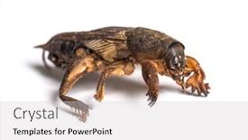  Presentation with cricket - Cool new theme with dead-european-mole-cricket-isolated backdrop and a light gray colored foreground