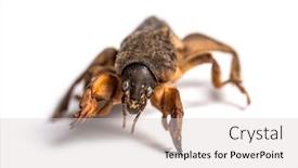  Presentation with cricket - Amazing theme having dead-european-mole-cricket-isolated backdrop and a lemonade colored foreground