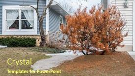  Presentation with salt - PPT layouts consisting of dead-evergreen-bush-showing-winter background and a coral colored foreground