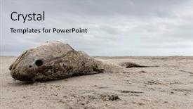  Presentation with bone fish - PPT theme with dead fish lays to rest background and a light gray colored foreground