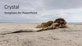  Presentation with fish beach - Colorful slides enhanced with dead fish lays to rest backdrop and a light gray colored foreground