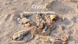  Presentation with fish beach - Theme featuring rotteness bones - dead fish on the beach background and a coral colored foreground