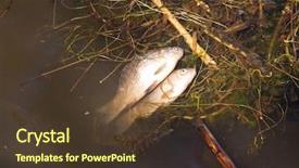  Presentation with polluted - Slide deck featuring dead fish on the polluted background and a  colored foreground