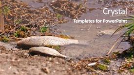  Presentation with fish river - Beautiful presentation theme featuring dead fish on the river backdrop and a  colored foreground