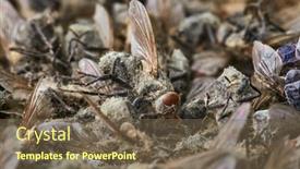  Presentation with flies nervous system - Audience pleasing presentation theme consisting of dead-flies backdrop and a violet colored foreground