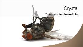  Presentation with white dove flying - PPT theme consisting of deadly diesease - dead fly isolated background and a white colored foreground