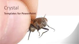  Presentation with fly - Presentation design consisting of dead-fly-macro-on-white background and a  colored foreground