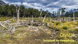  Presentation with forest - Audience pleasing theme consisting of dead-forest-in-national-park backdrop and a tawny brown colored foreground