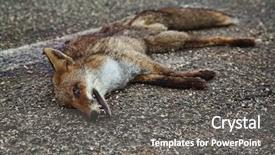  Presentation with fox - PPT layouts featuring dead fox body background and a gray colored foreground