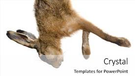  Presentation with rope - Slide set with dead hare hanging background and a white colored foreground