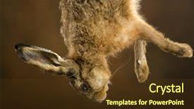  Presentation with hunting - Cool new slide deck with dead hare hanging backdrop and a tawny brown colored foreground