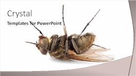  Presentation with white house - Slides with dead-house-fly-on-white and a white colored foreground