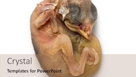  Presentation with sparrow - Beautiful theme featuring caucasus mountains georgia ski resort gudauri mountain view backdrop and a light gray colored foreground