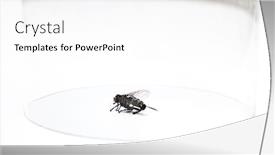  Presentation with glass - Audience pleasing presentation consisting of dead-housefly-trapped-under-glass backdrop and a white colored foreground
