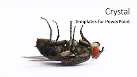  Presentation with insect - Audience pleasing presentation theme consisting of dead insect backdrop and a white colored foreground