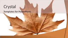  Presentation with stevia leaf - Colorful PPT theme enhanced with vintage tone blossom flower made of fabric black and white backdrop and a gray colored foreground.