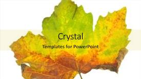 Presentation with autumn - Amazing slides having dead leaves - autumn leaf isolated over white backdrop and a gold colored foreground