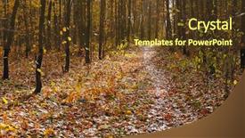  Presentation with path sunlight - Audience pleasing presentation consisting of dead leaves - back sunlight path in autumn backdrop and a  colored foreground