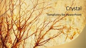  Presentation with tree - Beautiful slides featuring dead leaves - grunge autumnal tree backdrop and a yellow colored foreground