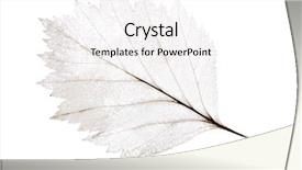  Presentation with skeleton - Presentation featuring dead leaves - light leaf skeleton isolated background and a white colored foreground