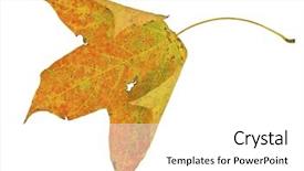  Presentation with maple leaf - PPT theme featuring dead leaves - maple leaf isolated on white background and a  colored foreground